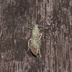 Heteromicta tripartitella