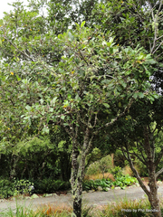 Pittosporum huttonianum