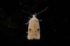 Agonopterix nervosa