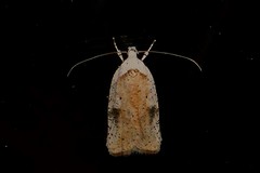 Agonopterix nervosa