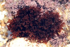 Ahnfeltiopsis devoniensis