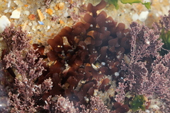 Ahnfeltiopsis devoniensis