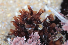 Ahnfeltiopsis devoniensis