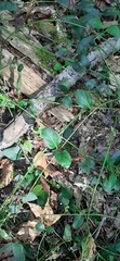 Rauvolfioideae
