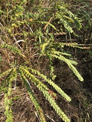 Phyllodium pulchellum