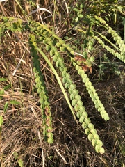 Phyllodium pulchellum