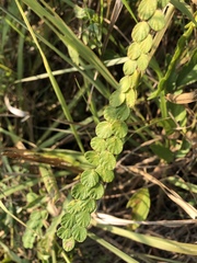 Phyllodium pulchellum