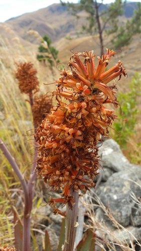 Aloe X imerinensis