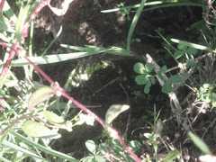 Aeshna cyanea