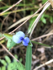 Crotalaria sessiliflora
