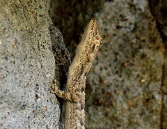 Mediodactylus heterocercus