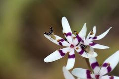 Spathulina acroleuca