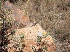 Trachylepis laevigata