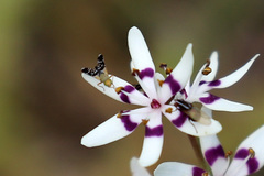 Spathulina acroleuca