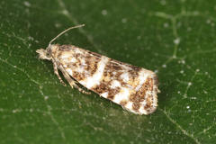 Phiaris micana