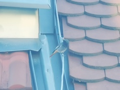 Phoenicurus ochruros