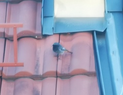 Phoenicurus ochruros