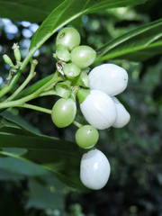 Cordia salvadorensis