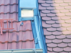 Phoenicurus ochruros