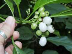 Cordia salvadorensis