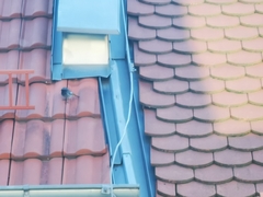 Phoenicurus ochruros