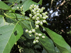 Cordia salvadorensis