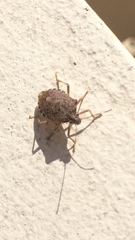 Halyomorpha halys