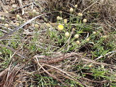 Helichrysum chionosphaerum