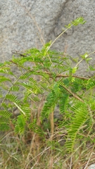 Mimosa vilersii image