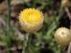 Helichrysum chionosphaerum