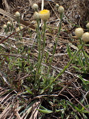 Helichrysum chionosphaerum