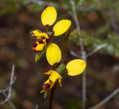 Diuris decrementa