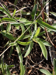 Helichrysum chionosphaerum