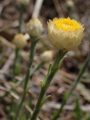 Helichrysum chionosphaerum