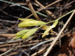 Gladiolus woodii