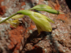 Gladiolus woodii