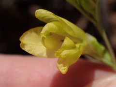 Gladiolus woodii