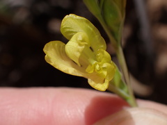 Gladiolus woodii