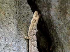 Mediodactylus heterocercus