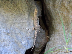 Mediodactylus heterocercus