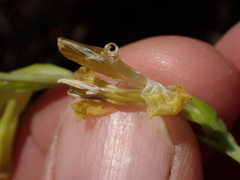 Gladiolus woodii