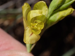 Gladiolus woodii