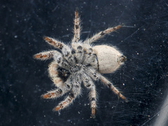 Aelurillus concolor