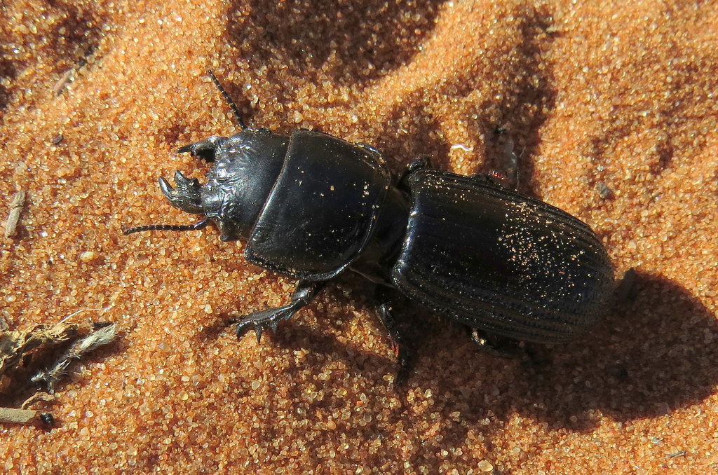 Scapterina