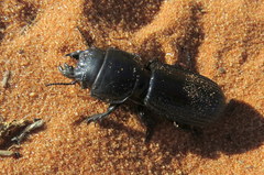 Passalidius fortipes