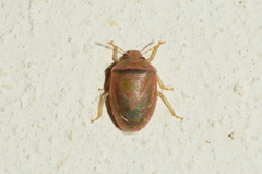 Piezodorus purus