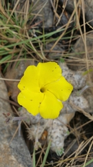 Pachypodium brevicaule image