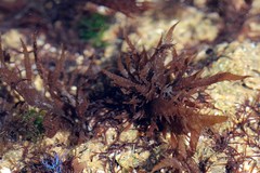 Calliblepharis jubata