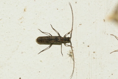 Catoeme tessellata