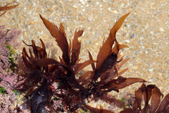 Calliblepharis jubata